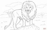 African Lion coloring Page  Free Printable Coloring Pages sketch template