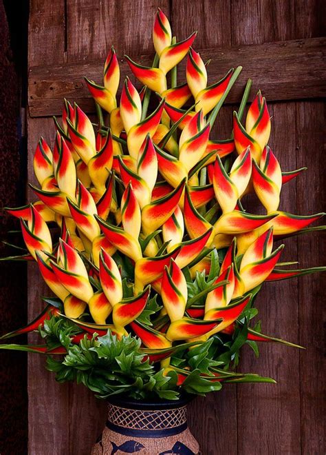 Flowers: Heliconia Rostrata or Lobster Claw