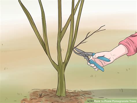 How to Prune Pomegranate Trees: 14 Steps (with Pictures) - wikiHow