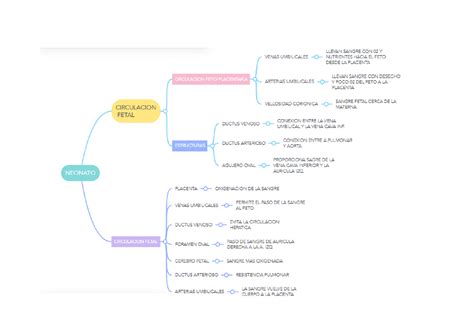 Circulacion Fetal Mapa Conceptual Esquemas Y Mapas Conceptuales De ...