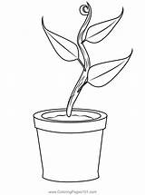 Growing Plant Coloring Page For Kids  Free Plants Printable sketch template