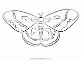 Cecropia Moth Coloring Page For Kids  Free Moths Printable sketch template