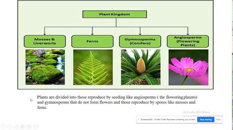 Plant kingdom classification -Taxonomy of the biological system - YouTube