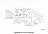 Free Bicolor Damselfish Coloring Page  Printables Kidadl sketch template