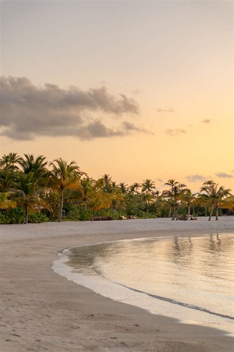 Photo of Coconut Trees on the Beach · Free Stock Photo