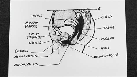 Reproductive System Diagram Female Anatomy Side View - Male ...