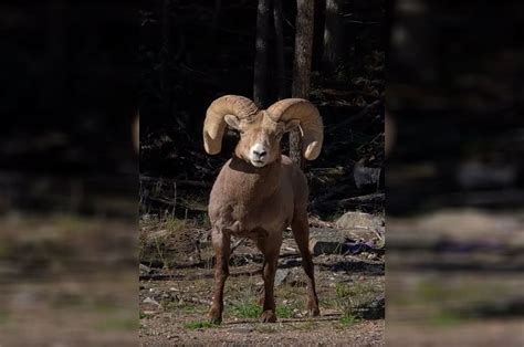 Up Close and Personal With A Colorado Bighorn