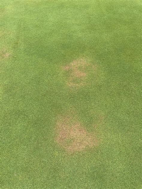 Pythium Root Rot Diseases on Golf Courses | MIGCSA