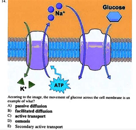 Facilitated Diffusion Examples