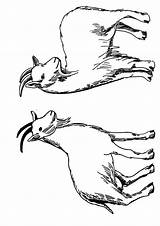 Free Printable Goat Coloring Pages Pictures For  sketch template