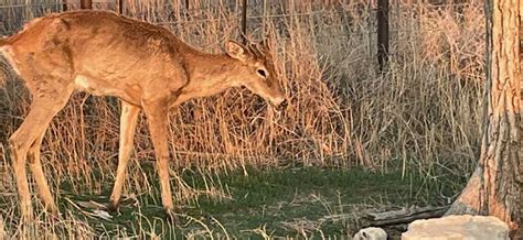 Identify & Report Sick Deer - CWD - Diseases - Wildlife - TPWD