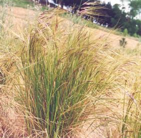 Chilean Needle Grass | Hawke's Bay Regional Council