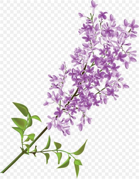 Lilac Flower Purple Clip Art, PNG, 991x1280px, Lilac, Blossom, Branch ...