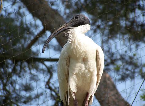 Sacred Ibis - Paphos Zoo