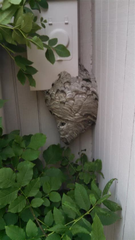 Pests We Treat - Hornet Nest Removal in Allentown - Large hornet nest near water meter in Allentown