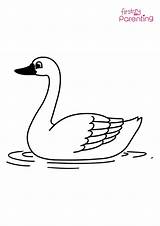 Coloring Pages Of A Swan sketch template