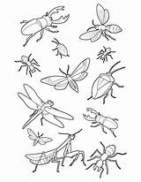 Bug Insect Coloring Pages & coloring Book 6000  sketch template
