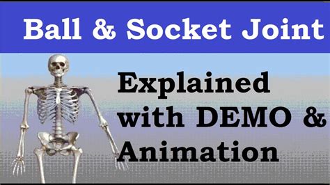 Ball And Joint Socket Joints In The Human Body