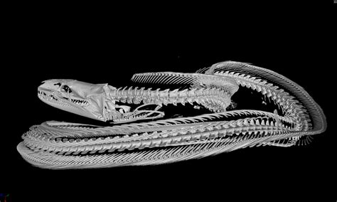 Segmentation of the backbone – Museum of Zoology Blog