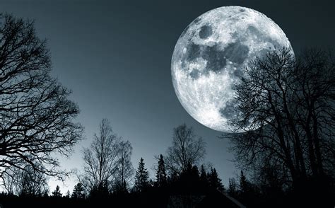 Full Moon Over Dark Forest Photograph by Christian Lagereek