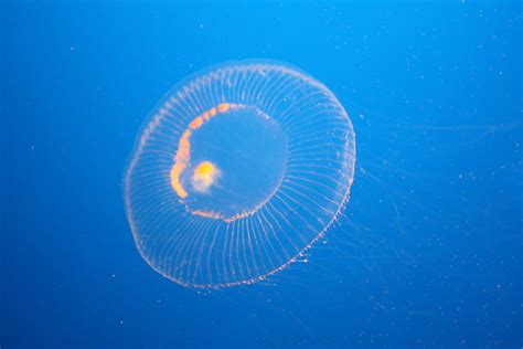 Clear Jellyfish | Flickr - Photo Sharing!