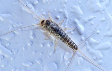 Signs Of A Silverfish Infestation In Your Lincoln Home