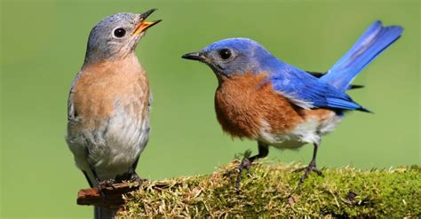 Eastern Bluebird Male vs Female: How To Tell Them Apart