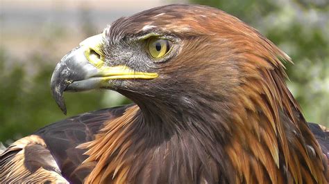 Golden Eagle - Bird of Prey - Spectacular Close Up of Natures Hunting ...