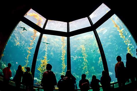 Monterey Bay Aquarium Visitor Guide