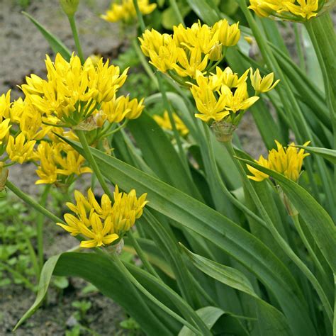 Golden Yellow Allium Bulbs for Sale Online | Moly – Easy To Grow Bulbs