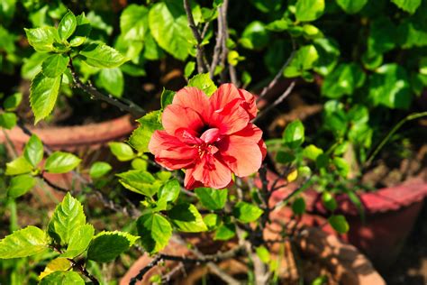 Tropical Hibiscus Buying & Growing Guide | Trees.com