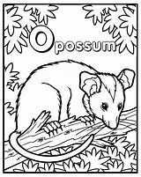 Printable Opossum Coloring Pages sketch template