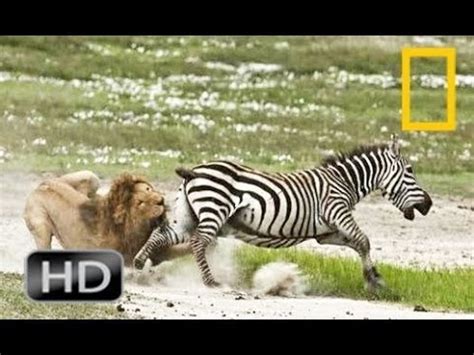 Discovery channel animals documentaries - Zebra documentary - Nature ...