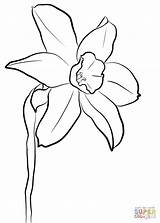 Daffodil Coloring Page  Free Printable Pages sketch template