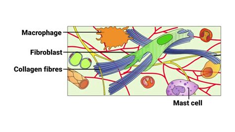 Identify the connective tissue A shown in diagram.BoneCartilageAreolar ...