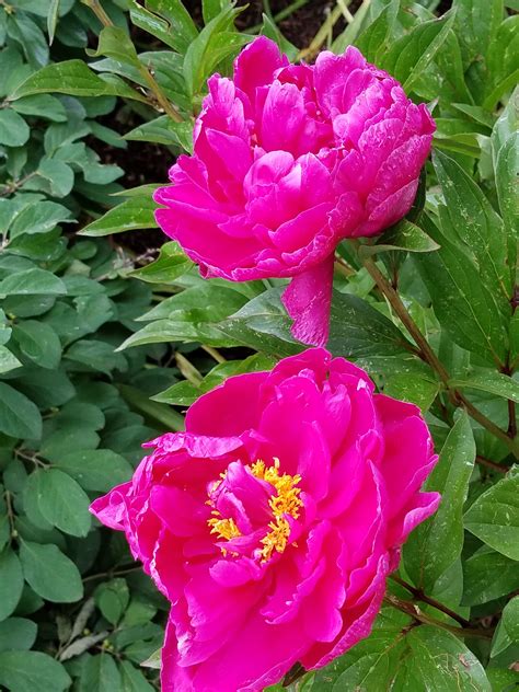 Peonies at the Denver Zoo Denver Zoo, Peonies, Rose, Pins, Flowers, Backgrounds, Pink, Roses ...