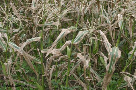 Vegetable: Corn, Northern Corn Leaf Blight | Center for Agriculture ...