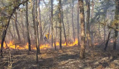 New Jersey Forest Fire Service enters their 84th year of improving forests with prescribed fire ...