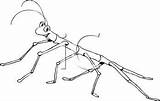 Stick Insect Clip Art Black And White Sketch Coloring Page Bug  sketch template