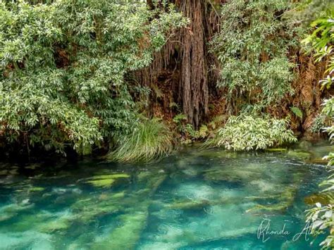 Blue Spring Putaruru: Crystal Clear Water at Te Waihou Walkway