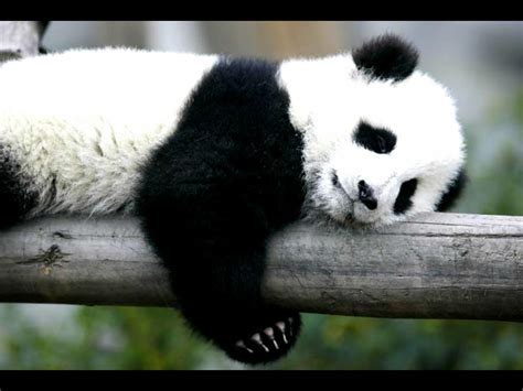 Panda Bear Wallpapers - Wallpaper Cave