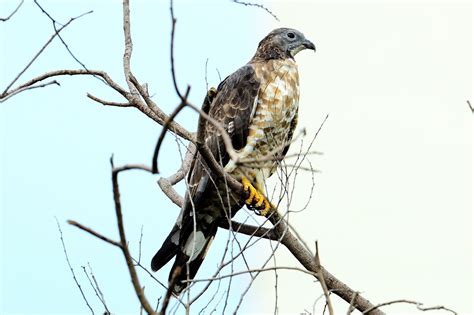 1 - 11 Aug 2013 Sri Lanka Wildlife Photography - Wildlife Photography Singapore