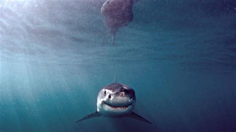 Sharing the Sea with Sharks | The New Yorker