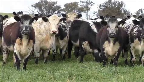 Speckle Park Cattle Breed – Everything You Need to Know