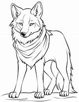 50 Wolf Coloring Pages Printable Sheets sketch template