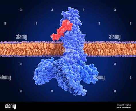 GLP-1 receptor activated by semaglutide, illustration Stock Photo - Alamy