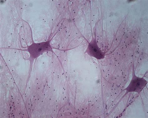 Human Tissue | Nervous Tissue (2) (mit Bildern) | Bilder