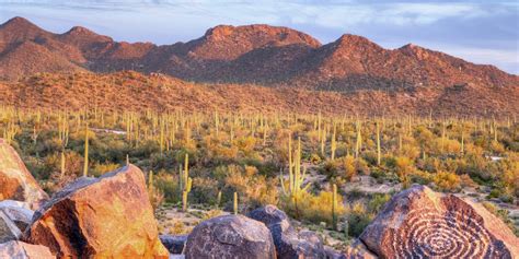 Are Dogs Allowed In Saguaro National Park