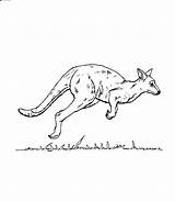 Free Printable Kangaroo Coloring Pages For Kids sketch template