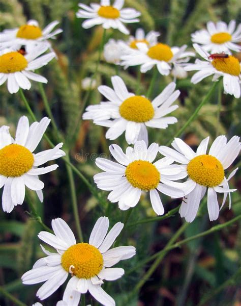 Daisy Flowers in Field stock photo. Image of land, meadow - 24363120